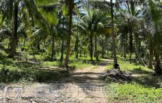 6,400 sqm of Garden View Land, Lamai